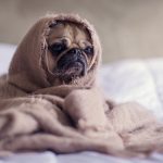 psi prehlada, kako znali da li je pas prehladjen, kako izlijeciti psa