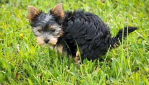 Dijareja kod psa, kako zaustaviti dijareju kod pasa