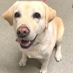 Labrador golf loptica