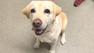 Labrador golf loptica