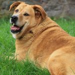 kako pomoći psu da smrša