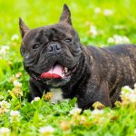 Saznaj gdje se krpelji najčešće kriju na psima i kako ih pravilno ukloniti. Provjereni savjeti za zaštitu ljubimaca tokom toplijih mjeseci.