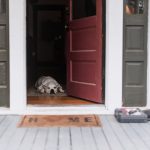 Šta ponašanje tvog psa govori kad se vratiš kući? Evo kako da ga stvarno razumiješ